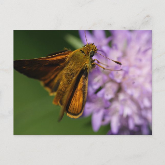 Postal Thymelicus lineola (Anverso)