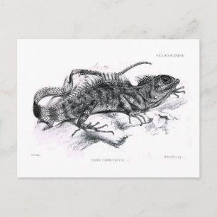 Postal Tiaris tuberculatus