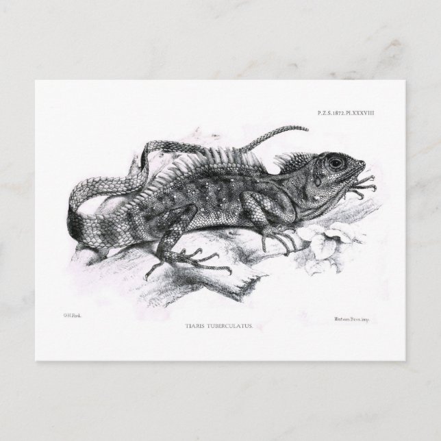 Postal Tiaris tuberculatus (Anverso)