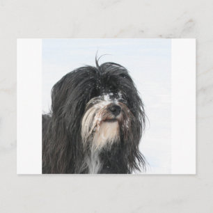 Postal Tibet_Terrier