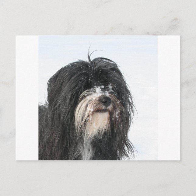 Postal Tibet_Terrier (Anverso)