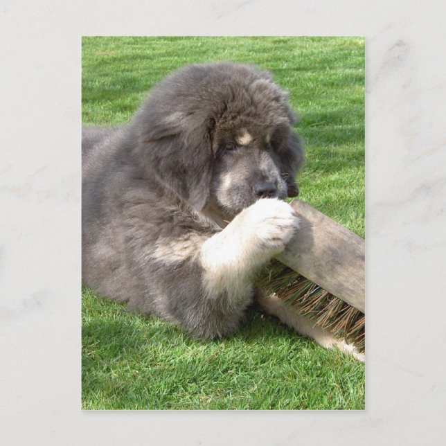 Postal Tibetano Mastiff Jampo con escoba (Anverso)