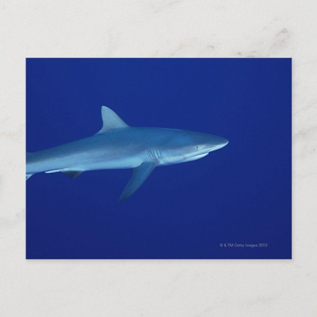 Postal Tiburón (Anverso)