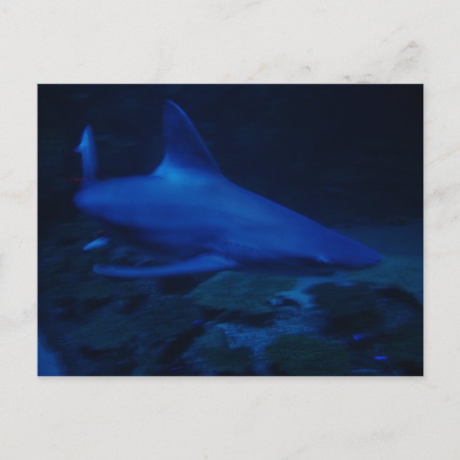 Postal Tiburón (Anverso)
