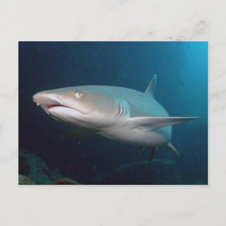 Postal Tiburón arrecife de Whitetip