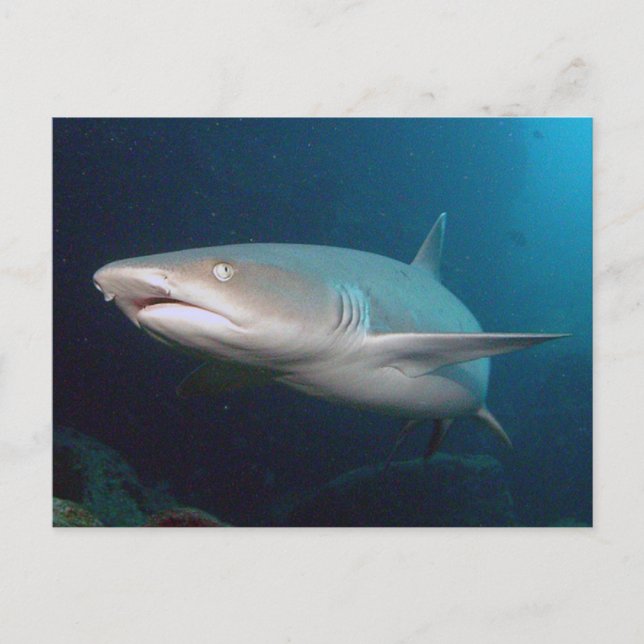 Postal Tiburón arrecife de Whitetip (Anverso)