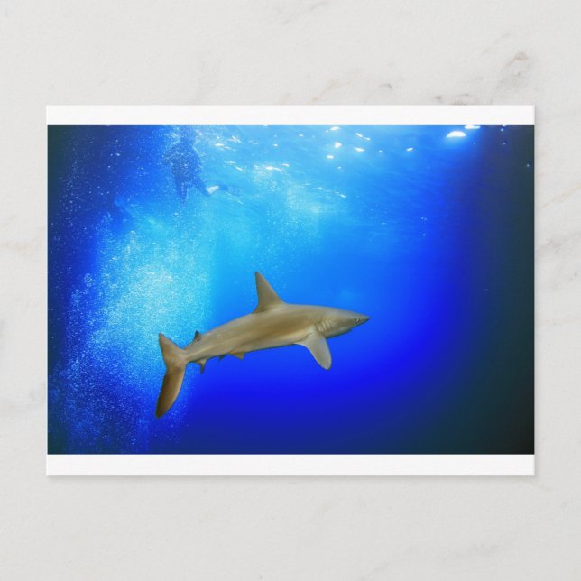 Postal Tiburón bajo el agua océano azul profundo (Anverso)