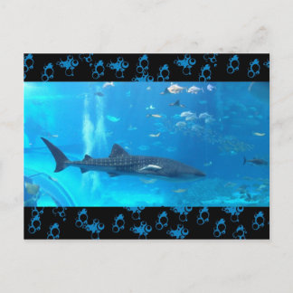 Postal tiburón ballena