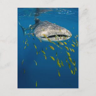Postal Tiburón ballena con peces, Indonesia