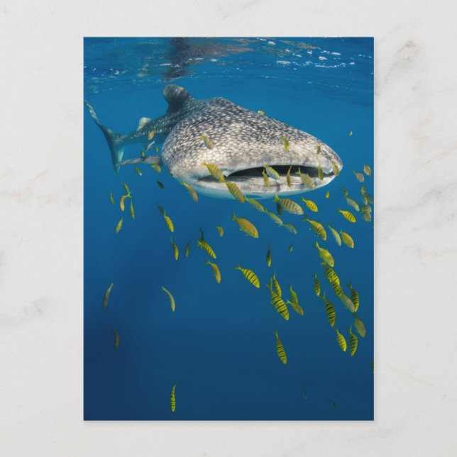 Postal Tiburón ballena con peces, Indonesia (Anverso)