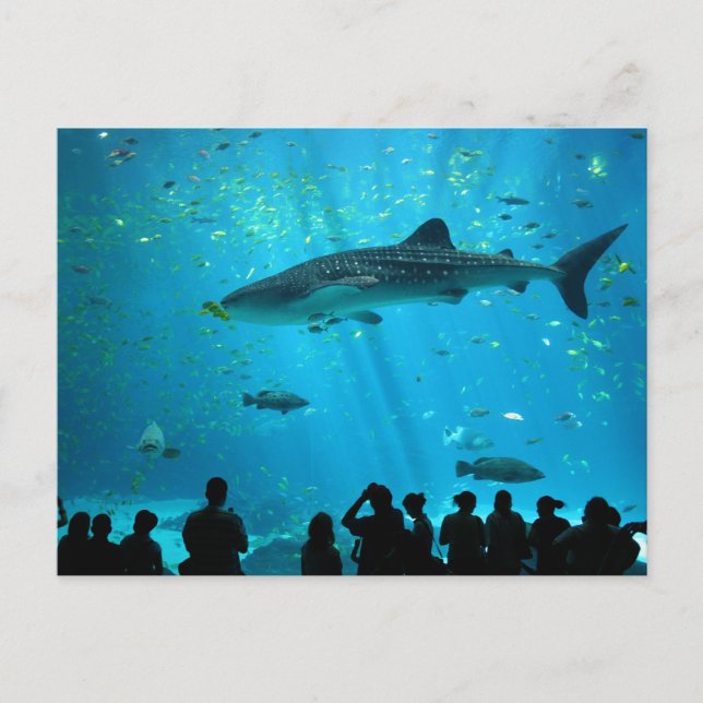 Postal Tiburón ballena macho en acuario de Georgia (Anverso)