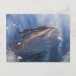 Postal Tiburón ballena nadando bajo el agua