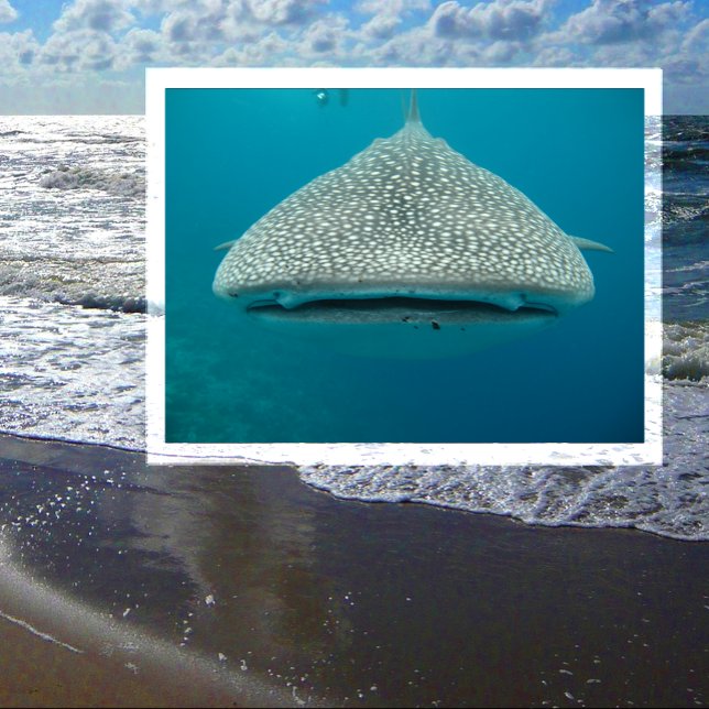 Postal Tiburón ballena, vista frontal, cara (Subido por el creador)