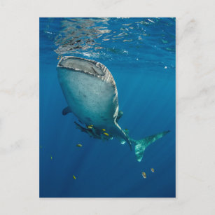 Postal Tiburón ballena y peces