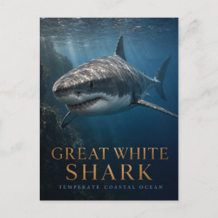 Postal Tiburón Blanco Grande Animales del Océano Costero