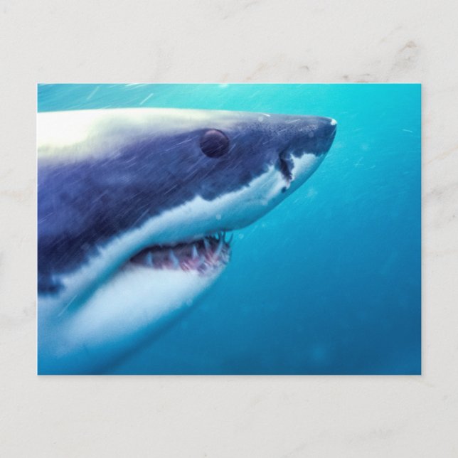 Postal Tiburón Blanco | Sudáfrica (Anverso)