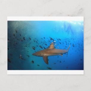 Postal Tiburón de arrecife de Galápagos