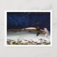 Tiburón martillo