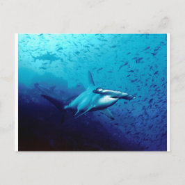 Postal Tiburón martillo