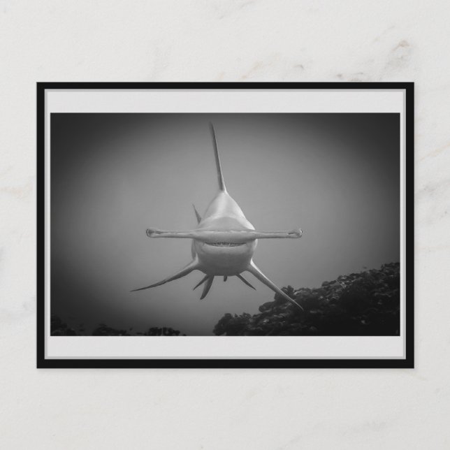 Postal Tiburón martillo BW 0001 ハ・マ Carte ド (Anverso)