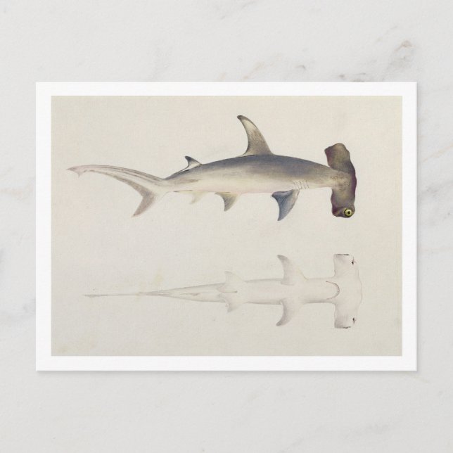 Postal Tiburón martillo, Loheia, anteriormente atribuido (Anverso)