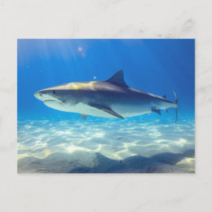 Postal Tiburón nadando Agua del Océano Azul