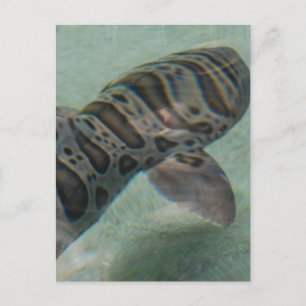 Postal tiburón tigre
