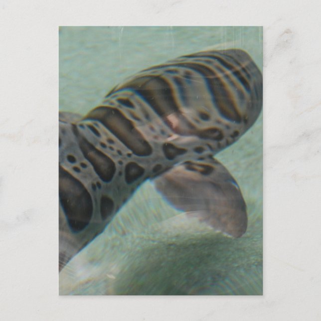 Postal tiburón tigre (Anverso)