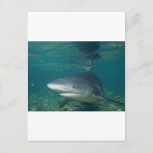 Postal Tiburón toro