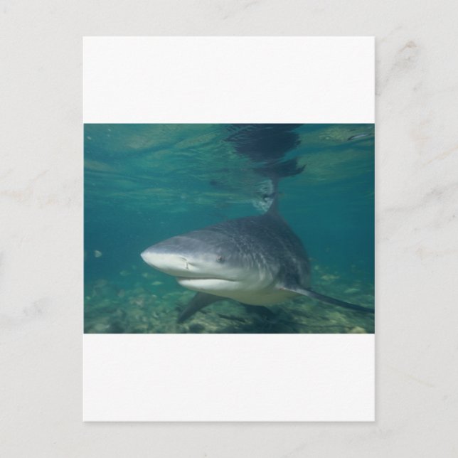 Postal Tiburón toro (Anverso)