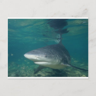 Postal Tiburón toro