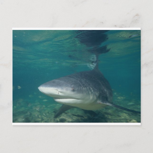 Postal Tiburón toro (Anverso)