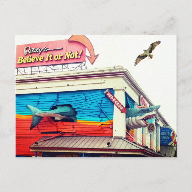 Postal Tiburón y Osprey (Anverso)