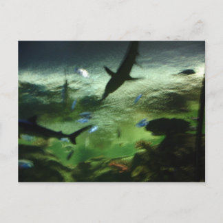 Postal Tiburones