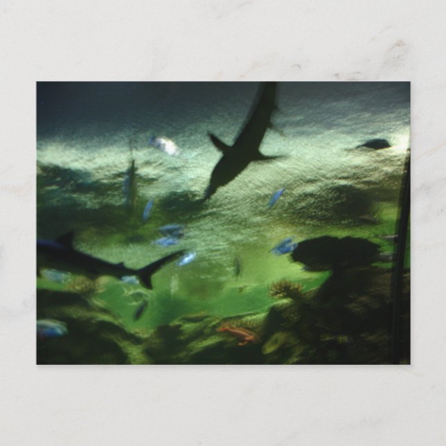 Postal Tiburones (Anverso)