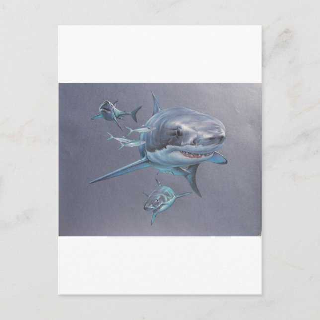 Postal Tiburones a raya (Anverso)
