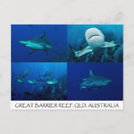 Postal Tiburones del filón en la gran barrera de coral