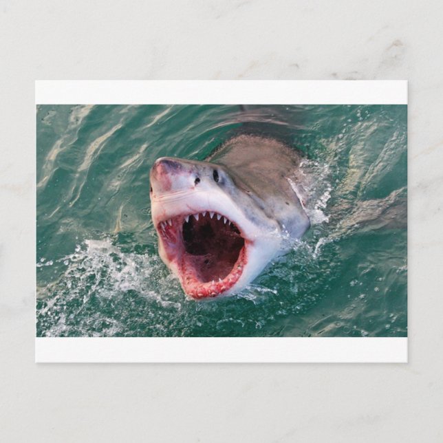 Postal Tiburones saliendo del océano (Anverso)