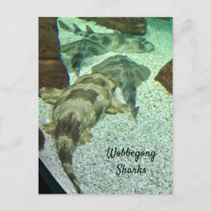 Postal Tiburones Wobbegong