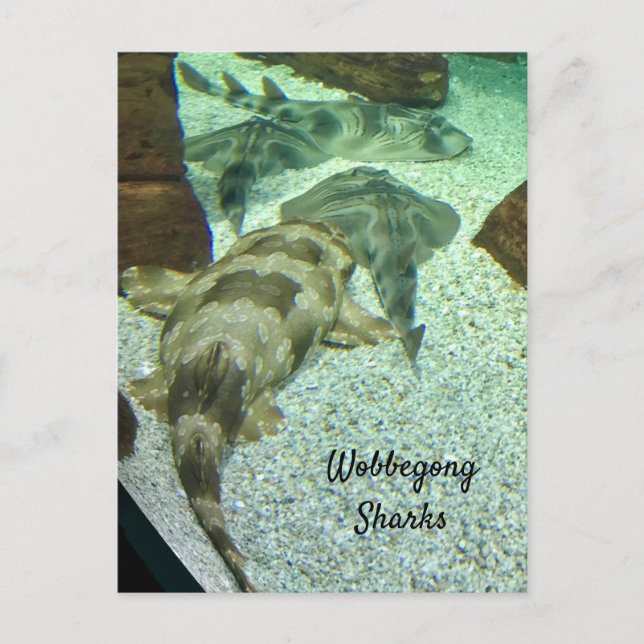 Postal Tiburones Wobbegong (Anverso)