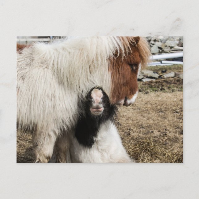 Postal TIddles and Storm plain postcard (Anverso)