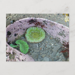 Postal Tidepool del Noroeste del Pacífico con Anenomas Ve