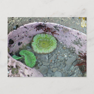 Postal Tidepool del Noroeste del Pacífico con Anenomas Ve