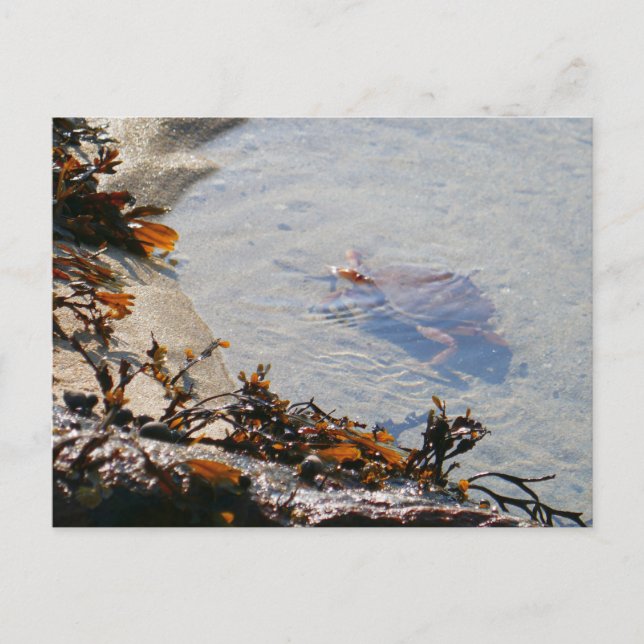 Postal Tidepool en Sand Beach (Anverso)