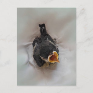 Postal Tidi my Bird the Parus Major