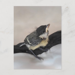 Postal Tidi my Bird the Parus Major