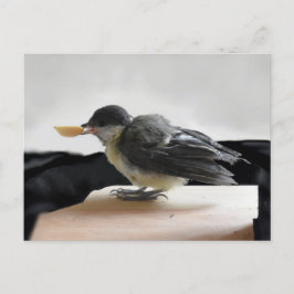 Postal Tidi my Bird the Parus Major