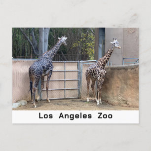 Postal Tiempo de alimentación