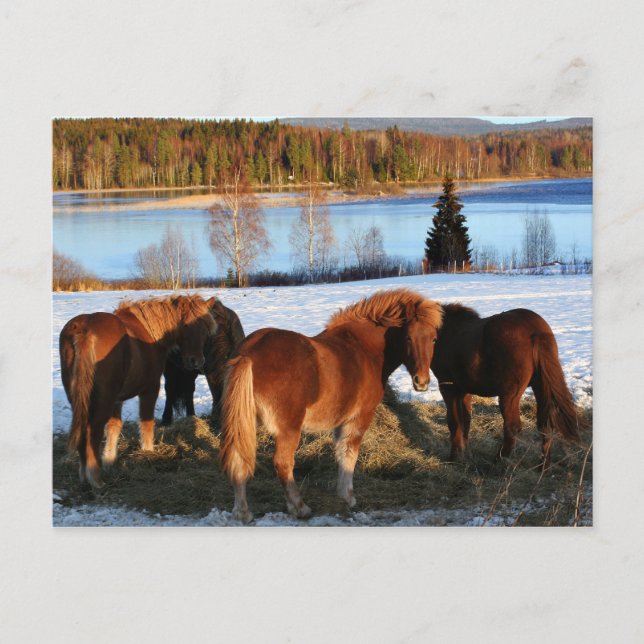 Postal Tiempo de alimentación (Anverso)