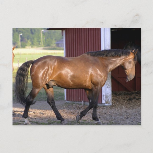 Postal Tiempo de alimentación (Anverso)